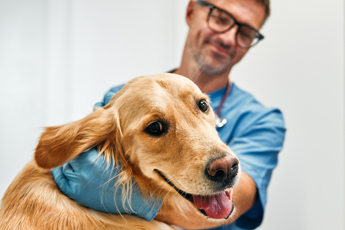 Featured image for “Hond mee naar de baas”