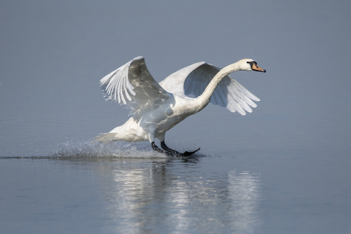 Featured image for “Toch zachtere start handhaving op schijnzelfstandigheid”