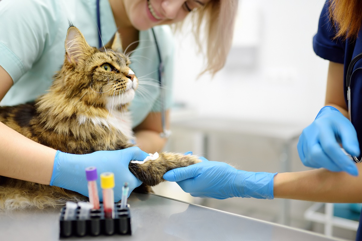 Featured image for “Onveilige werkplek kost dierenartsenpraktijk € 70.000”